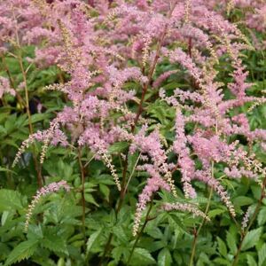 Astilbe arendsii 'Bressingham Beauty' ---